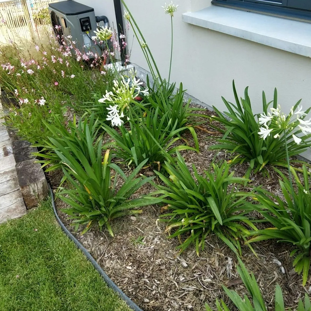 Massif d'agapanthes